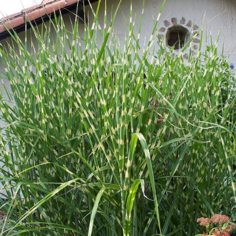 Мискантус китайский 'zebrinus'