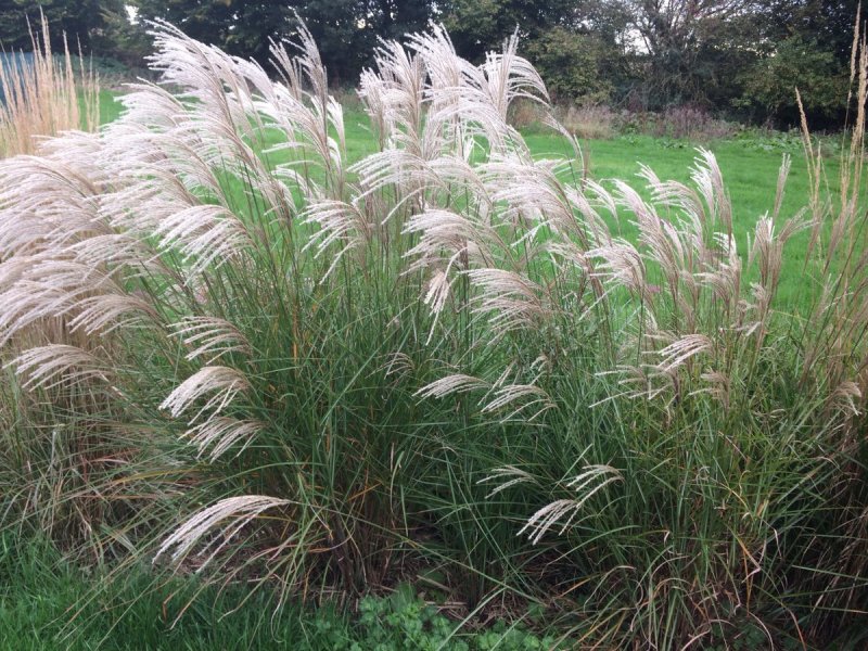 Мискантус — Miscanthus sinensis Zebrina
