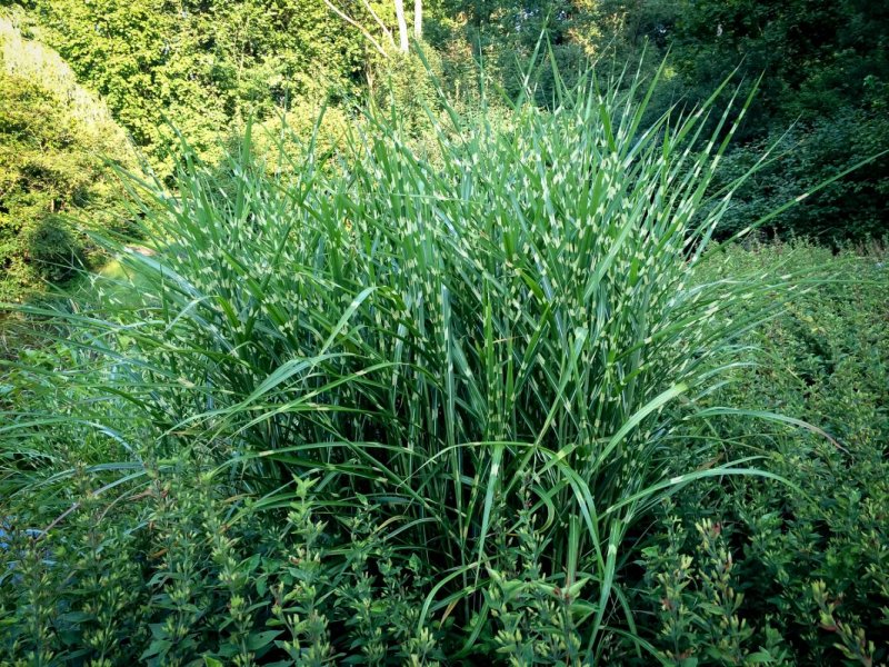 Miscanthus sinensis zebrinus