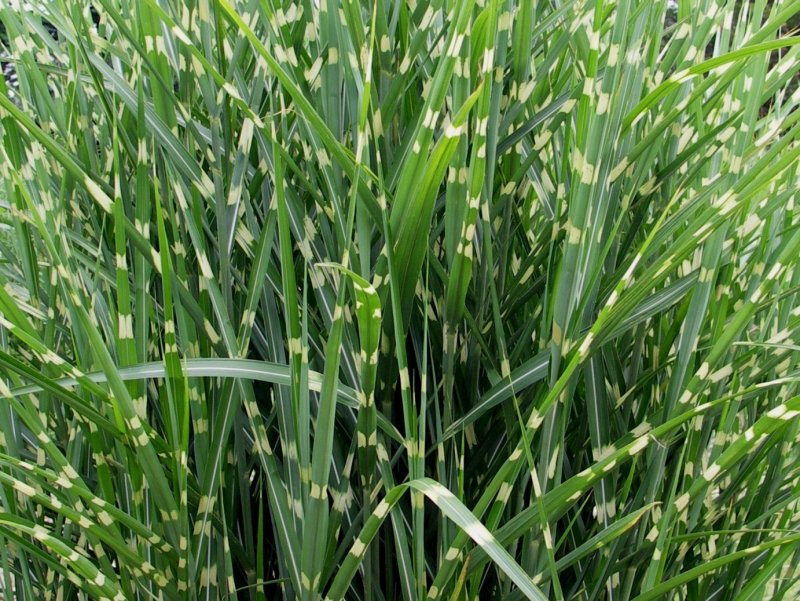 Miscanthus sinensis zebrinus