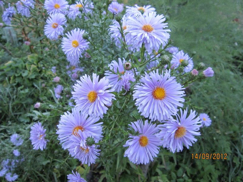 Астра многолетняя кустарниковая (Aster dumosus)