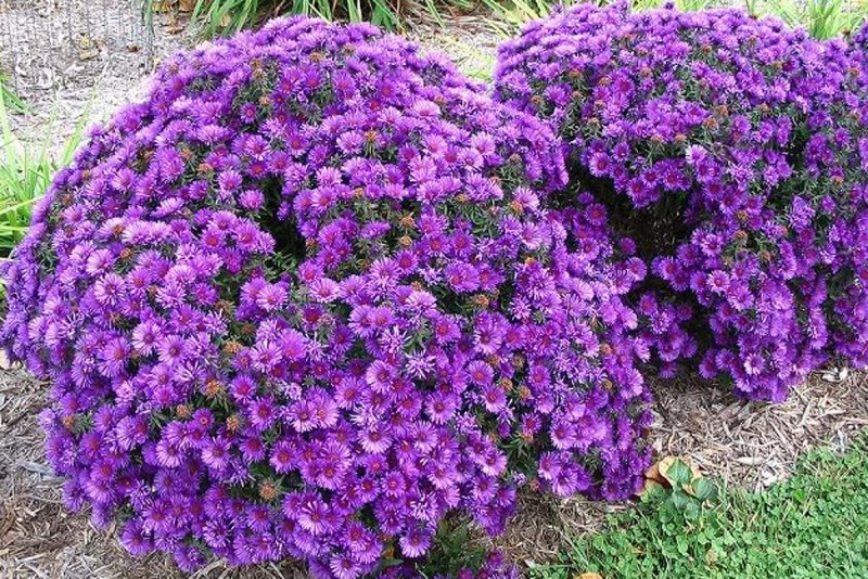 Астра кустарниковая Wood's Purple