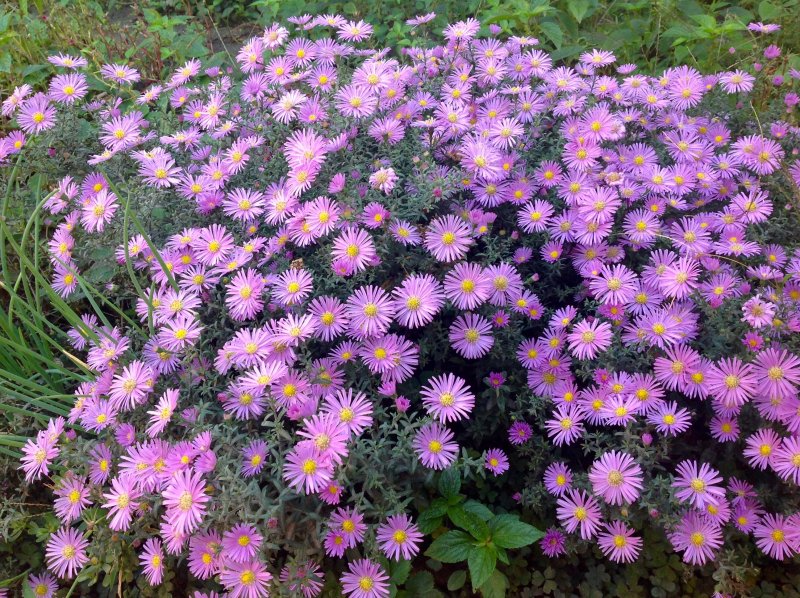 Астра кустарниковая Pink Beauty