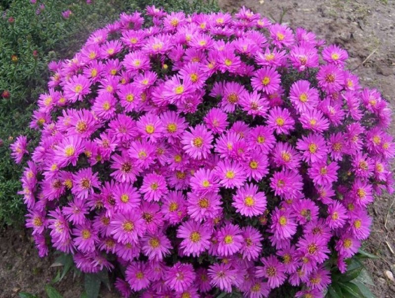 Астра Альпийская (Aster Alpinus)