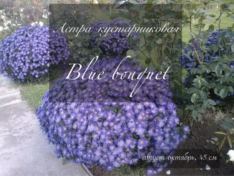 Астра кустарниковая многолетняя
