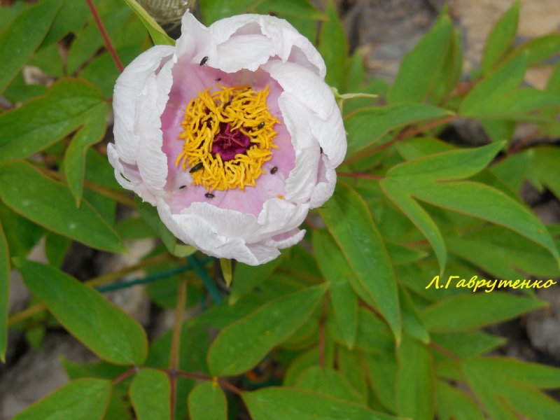 Пион древовидный (Paeonia suffruticosa Yellow c2)