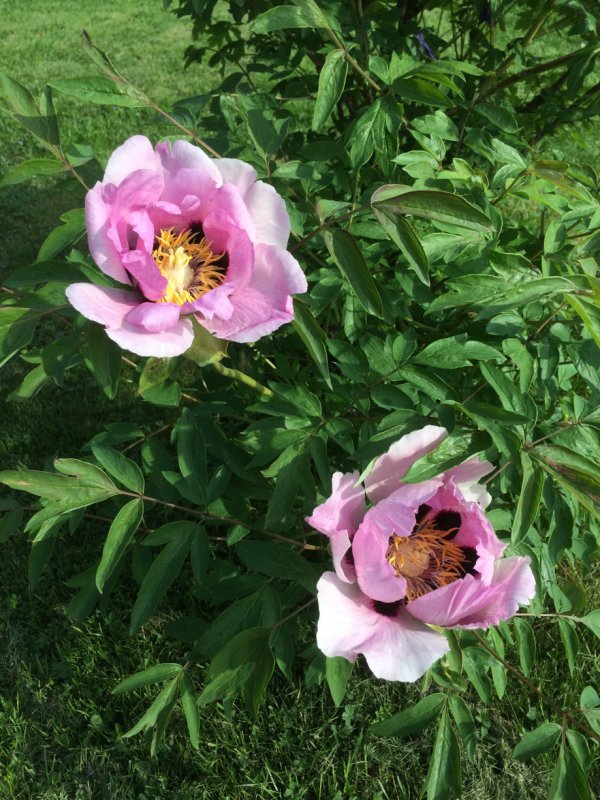 Пион Pink Ardour