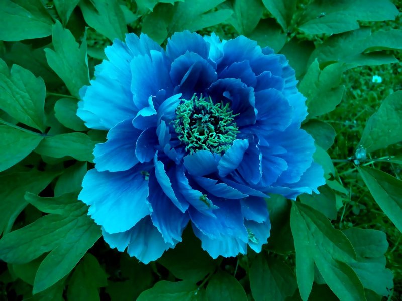 Paeonia rockii