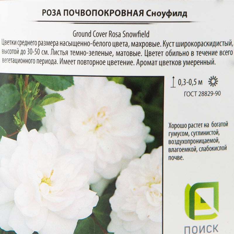 Роза Сноуфилд