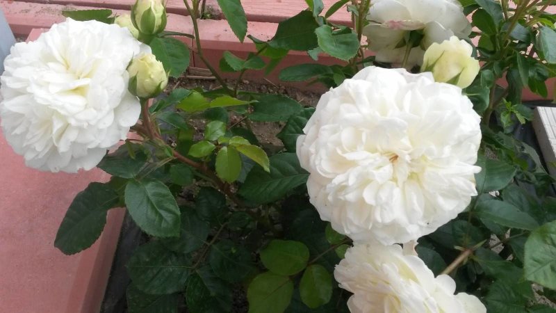 Роза почвопокровная Сноуфилд