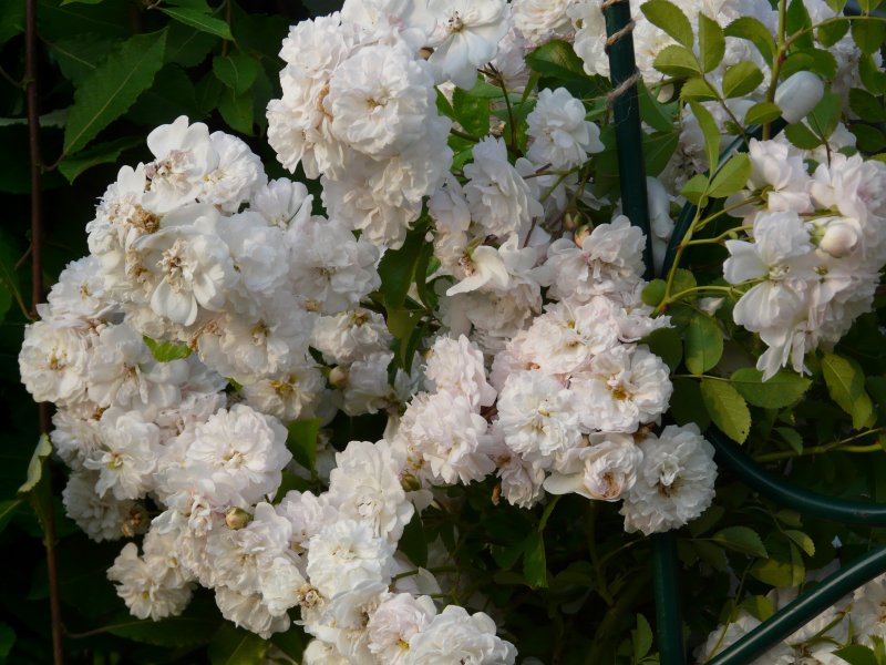 Роза «Свани» (Swany)