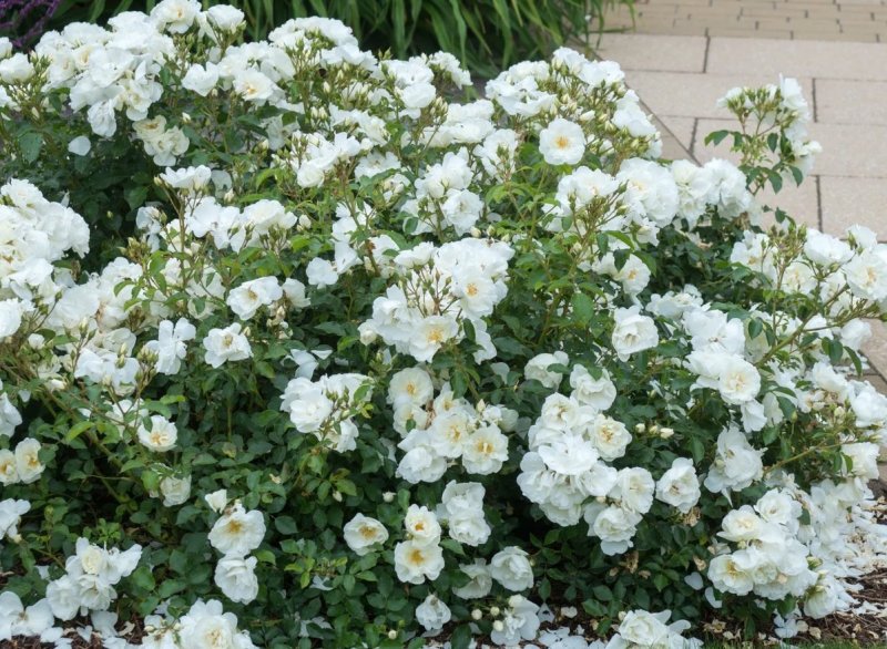 Rosa Swany (MEIBURENAC)