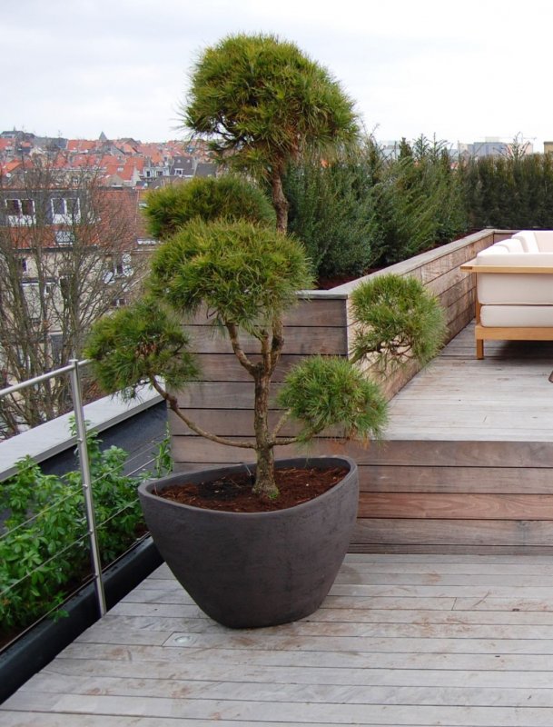 Balcony Conifers хвойник