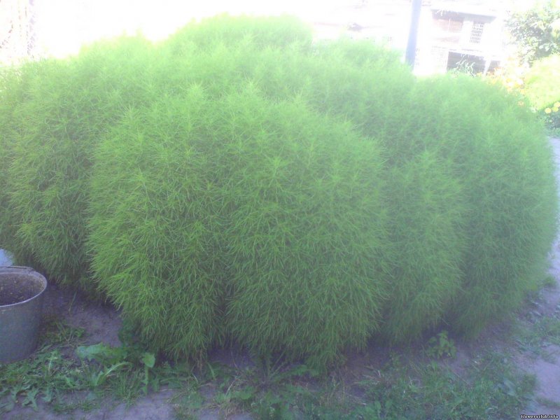 Кохия Живая изгородь