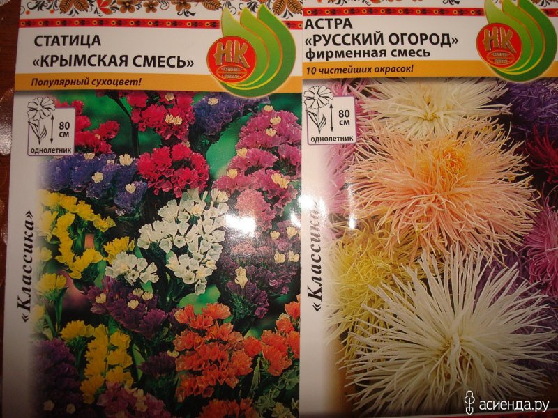 Статица Крымская cмесь
