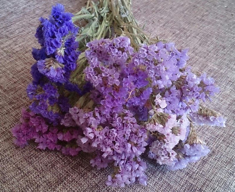 Семена статица Радужная смесь
