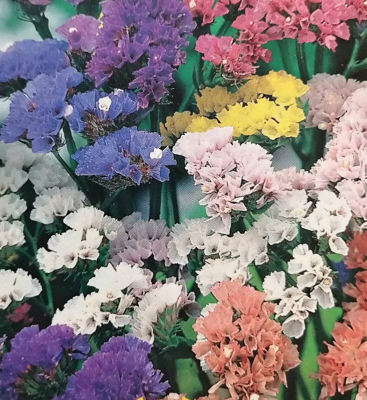 Статица цветы