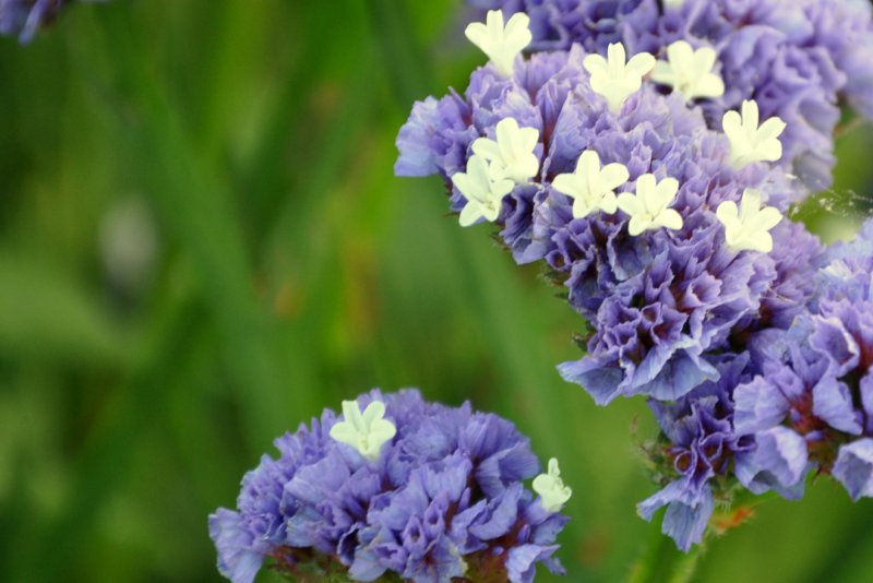 Limonium sinuatum