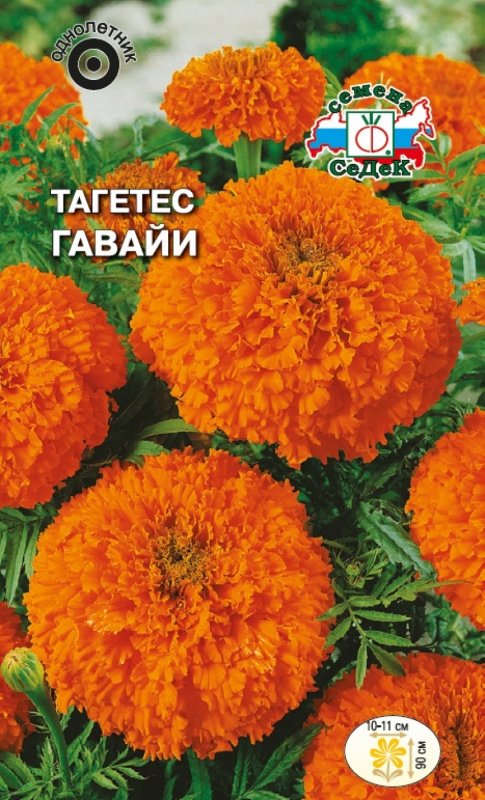 Бархатцы прямостоячие Гавайи
