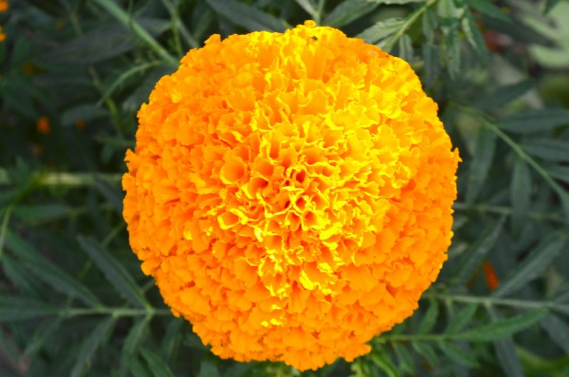 Бархатцы прямостоячие (Tagetes erecta f1) Taishan Gold