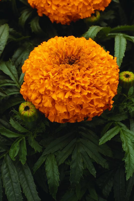 Tagetes erecta бархатцы прямостоячие