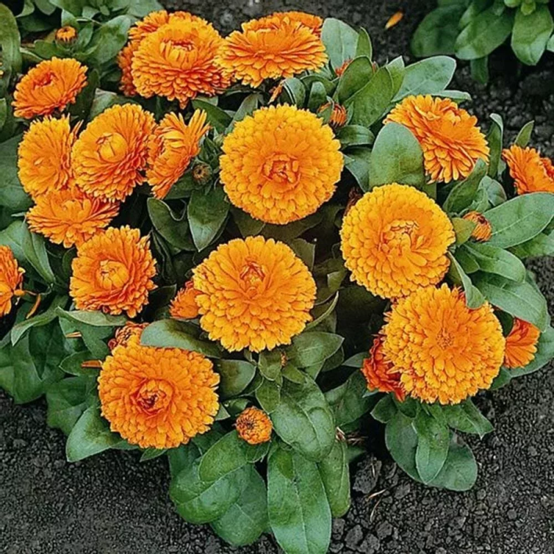 Календула махровая гейша