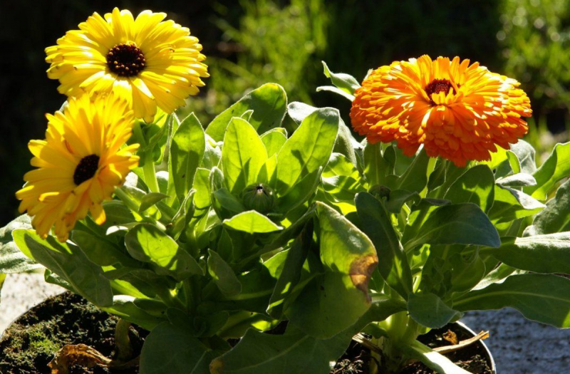 Calendula officinalis 'Pygmy'