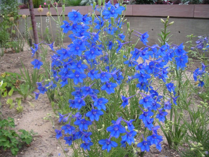 Лен многолетний Linum perenne