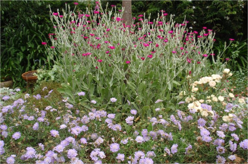 Лен многолетний Linum perenne