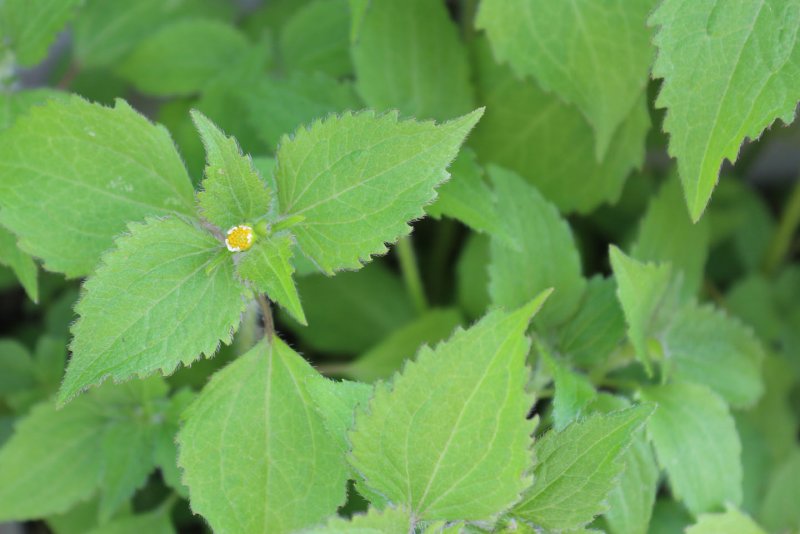 Wild Edible Weeds