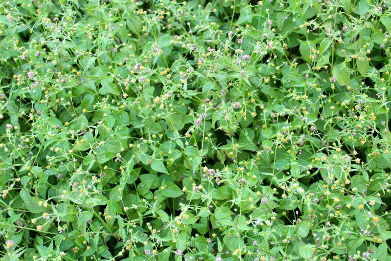 Galinsoga parviflora