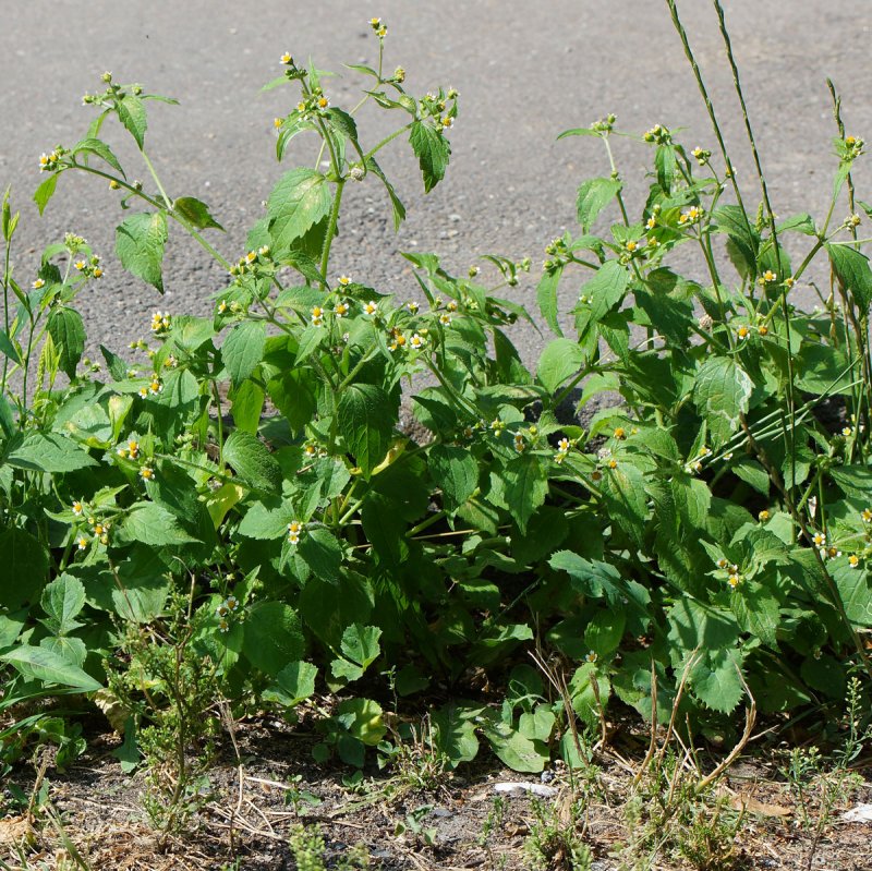 Galinsoga ciliata
