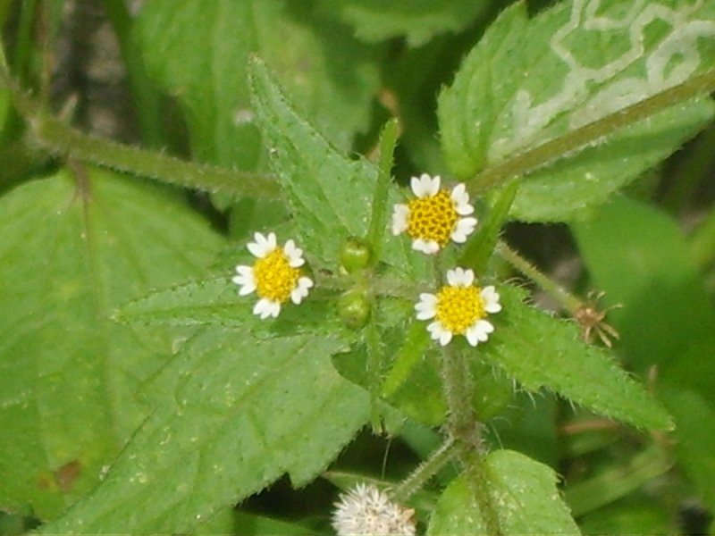 Galinsoga quadriradiata