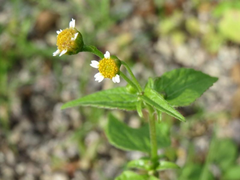 Galinsoga ciliata