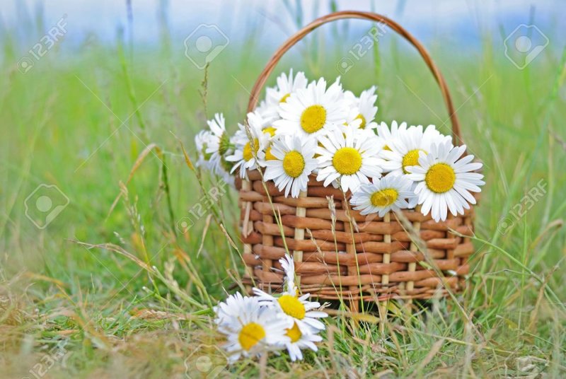 Корзинка с ромашками