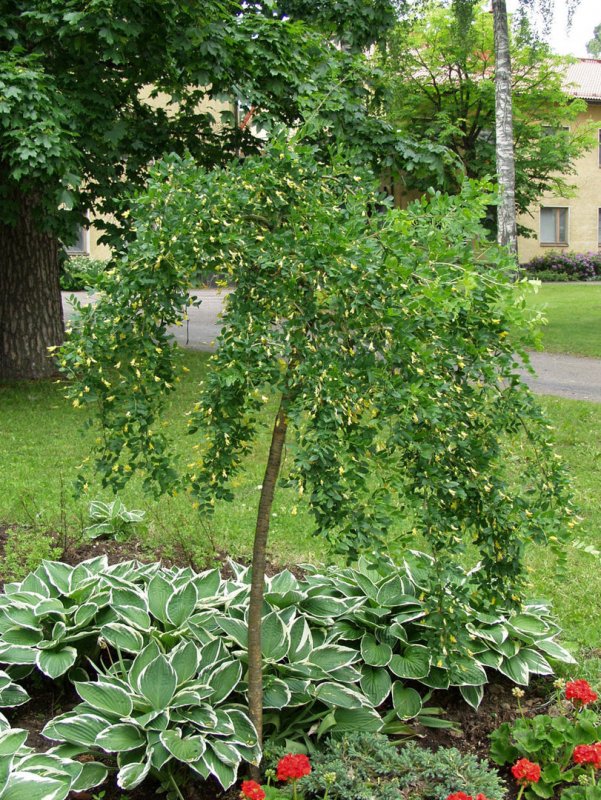 Карагана Пендула (Caragana arborescens pendula)