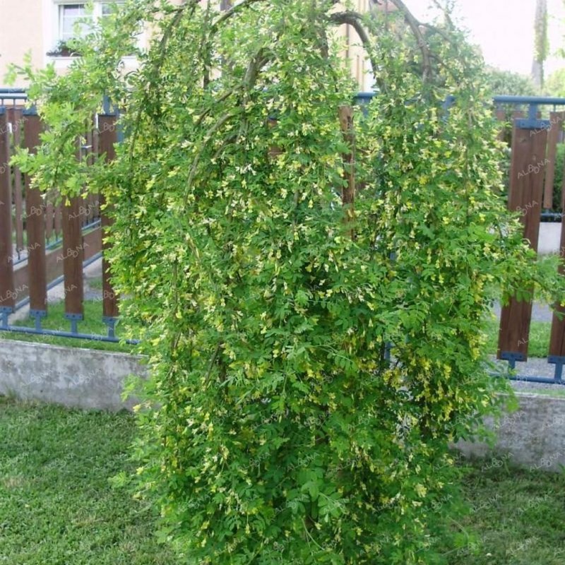 Карагана Пендула