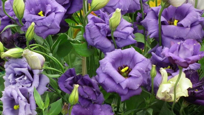 Эустома (Lisianthus)