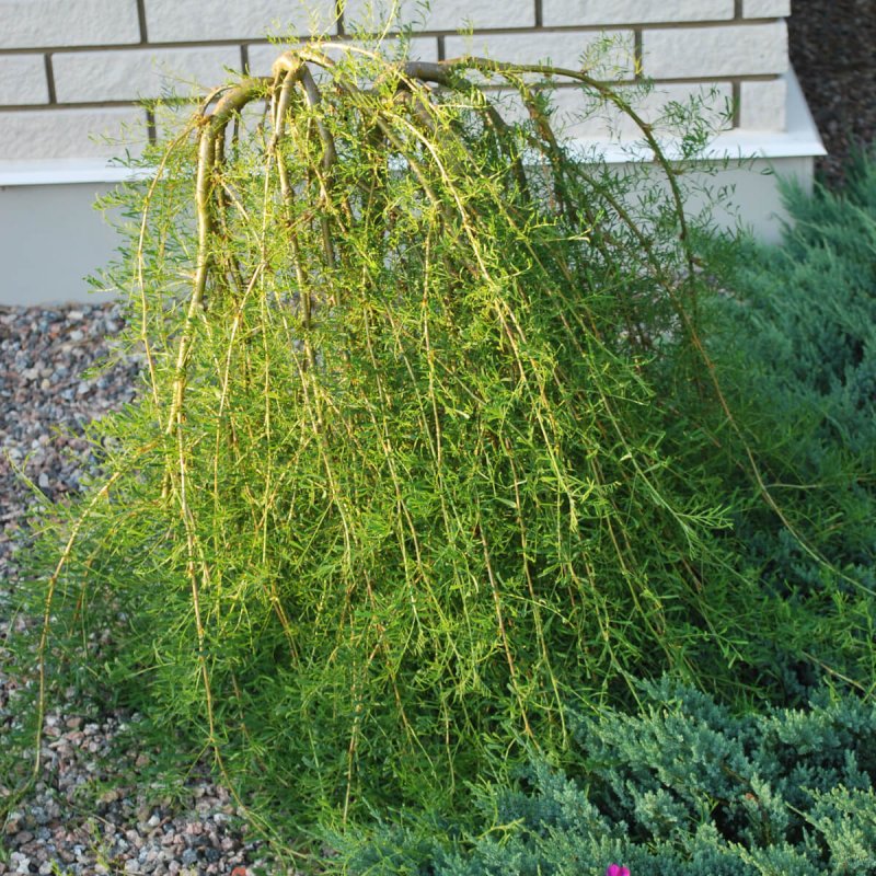Акация (Карагана) древовидная (Caragana arborescens) Пендула