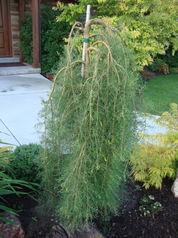 Карагана древовидная Caragana arborescens Walker