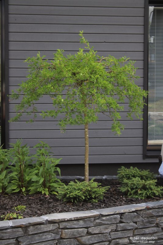 Caragana Arbor. Pendula