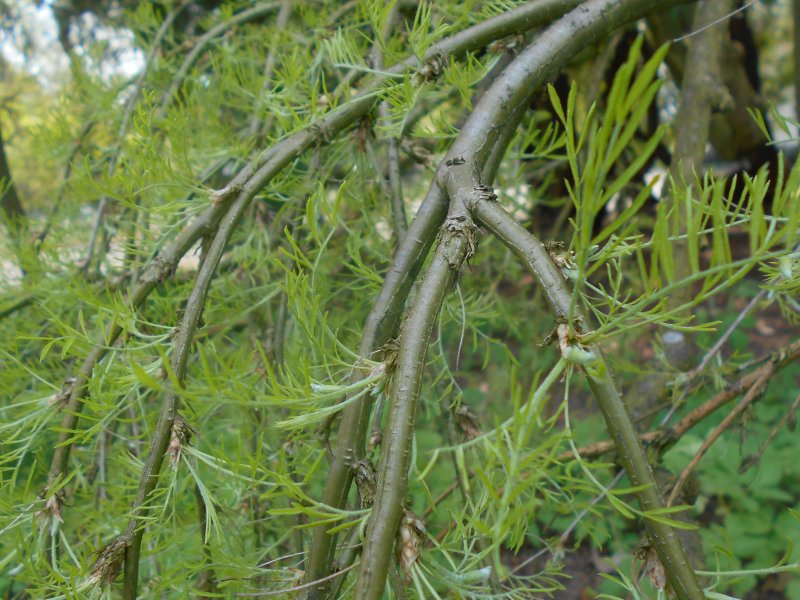 Caragana arborescens 'Walker и гортензии
