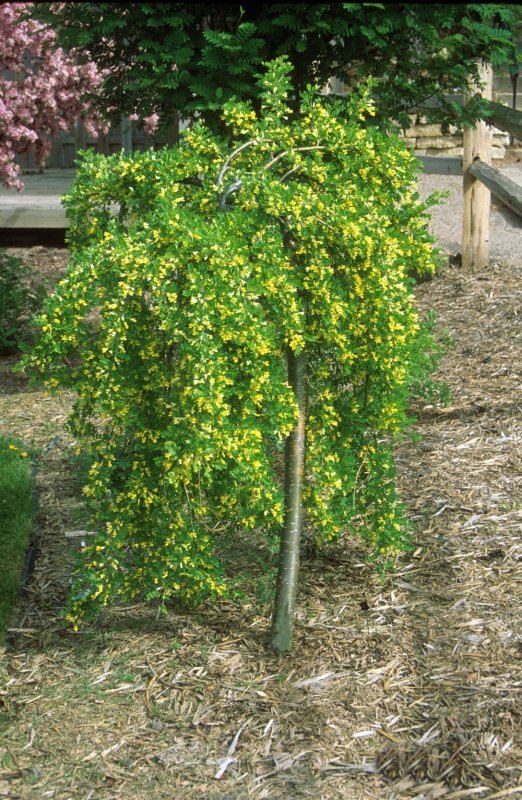 Карагана Caragana arborescens pendula