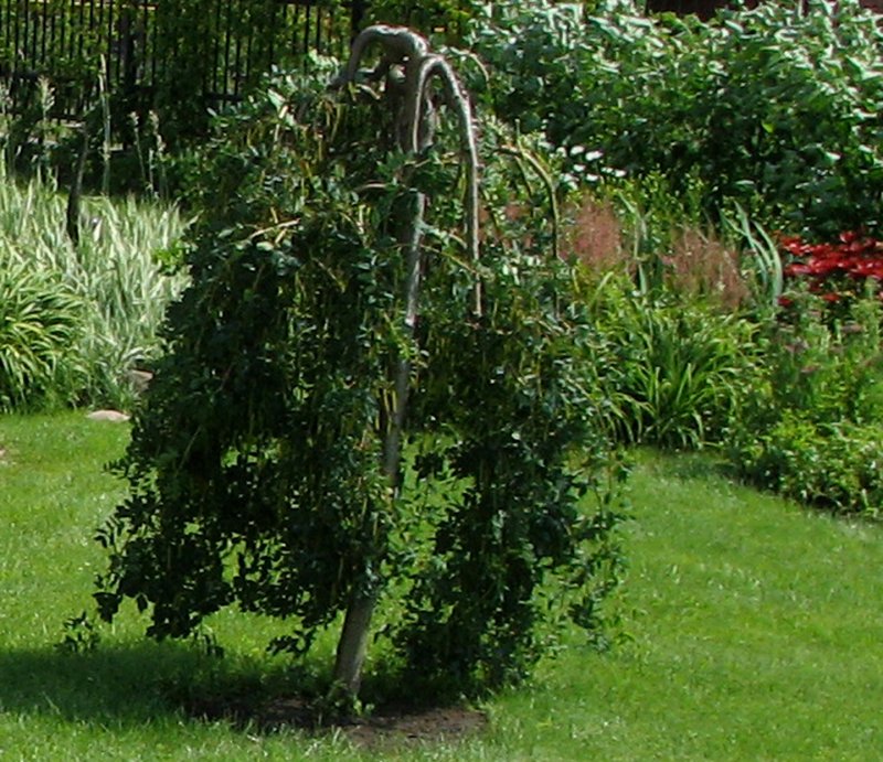 Карагана плакучая