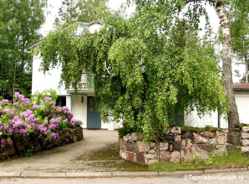 Акация (Карагана) arborescens pendula c5 pa 120-140