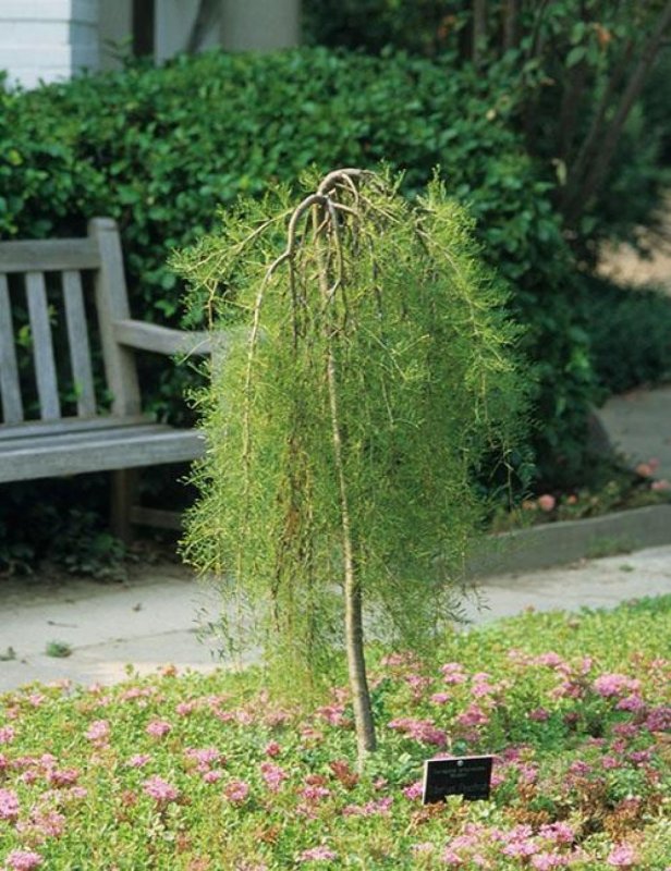 Акация (Карагана) древовидная (Caragana arborescens) Пендула