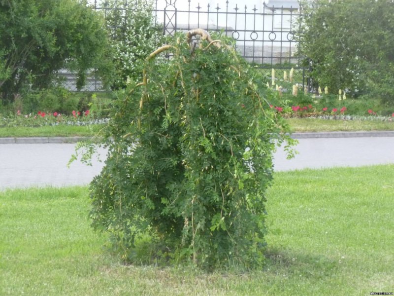 Карагана плакучая