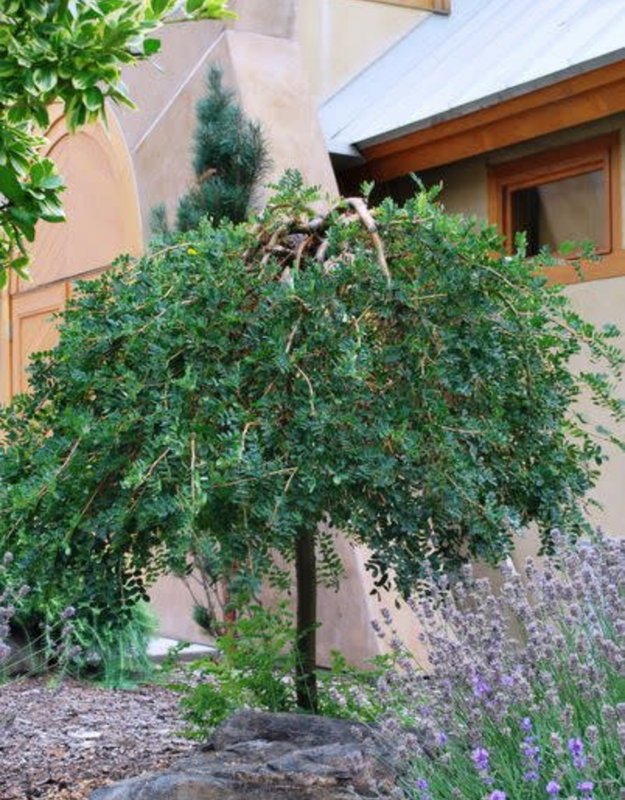 Карагана Пендула
