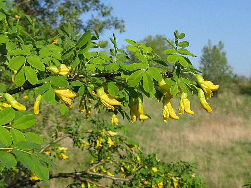 Карагана древовидная (Caragana arborescens)