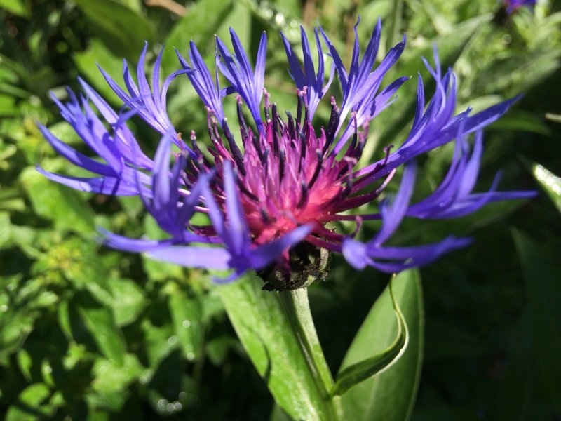 Василек горный (Centaurea Montana)